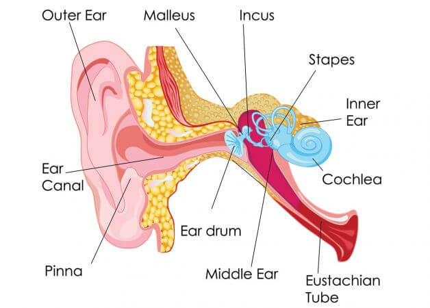 Everything you need to know about the auditory system